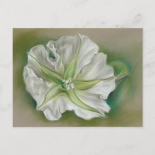 Evening Moonflower Pastel Art Postcard