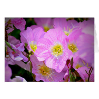 Evening Primrose