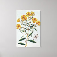 Evening Primrose, plate 73 from 'Collection Precie