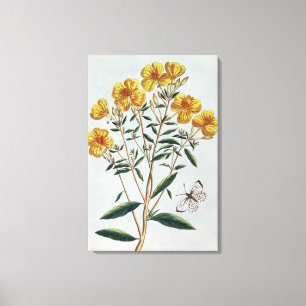 Evening Primrose, plate 73 from 'Collection Precie Canvas Print