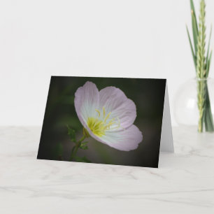 Evening Primrose Wildflower Art Note Card