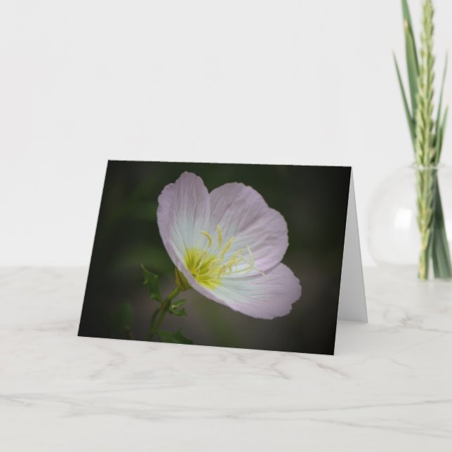 Evening Primrose Wildflower Art Note Card (Front)