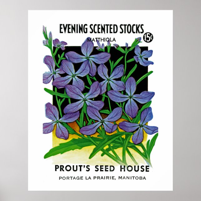 Evening Scented Stocks Poster (Front)