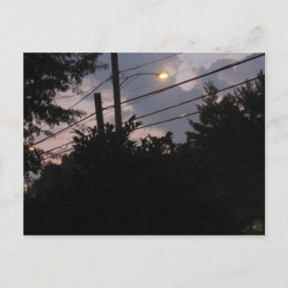 Evening Silhouettes Postcard