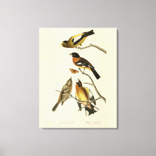 Evening, Spotted Grosbeak Audubon Birds of America Canvas Print