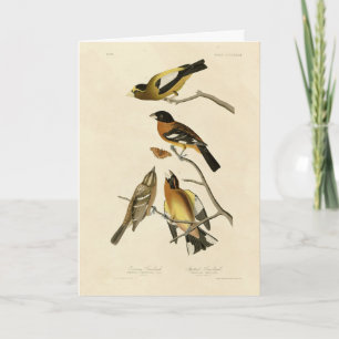 Evening, Spotted Grosbeak Audubon Birds of America Card