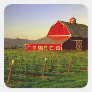 Evening sun on a barn in Washington's Skagit Square Sticker