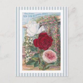 Ever-Blooming Roses Vintage Art Postcard