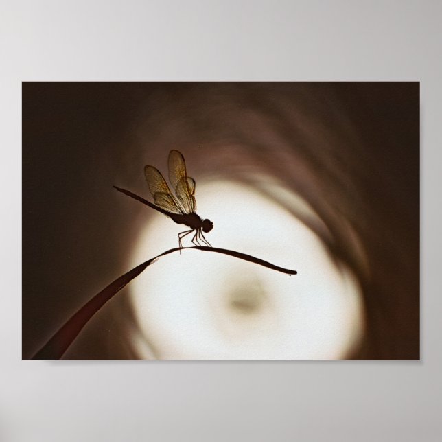 Everglades Dragonfly Poster (Front)