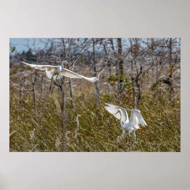 Everglades Egrets Poster (Front)