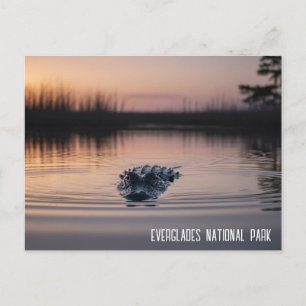 Everglades Florida Alligator Travel Postcard