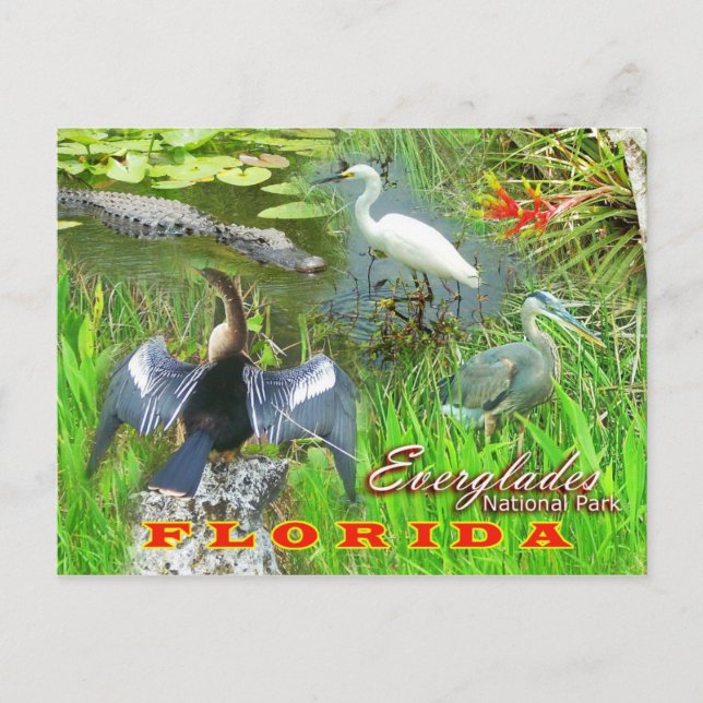 Everglades National Park, Florida Postcard (Front)