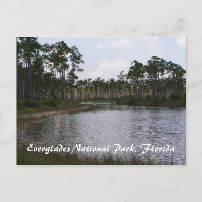 Everglades National Park, Florida Postcard (Front)