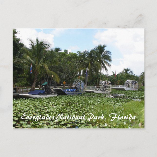 Everglades National Park, Florida Postcard (Front)