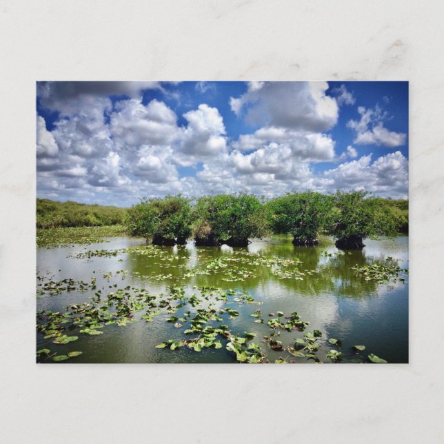 Everglades, National Park, Florida Postcard (Front)