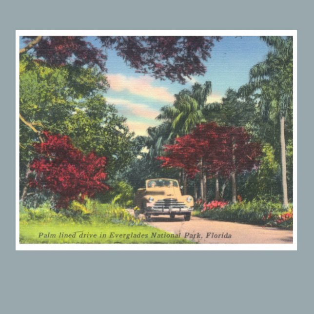 Everglades National Park Florida vintage photo Poster (Creator Uploaded)