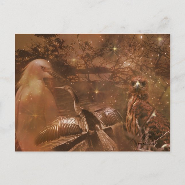 Everglades - National Park in Florida Postcard (Front)