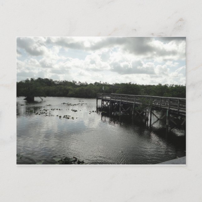 Everglades Postcard (Front)