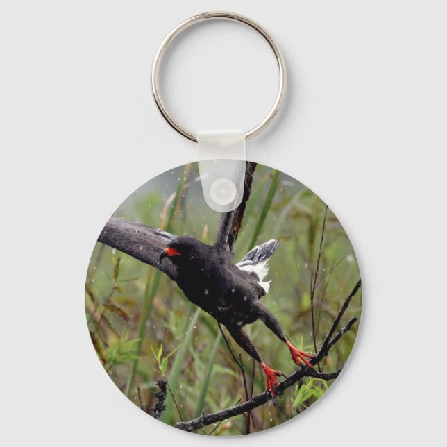 Everglades Snail Kite #1 keychain (Front)