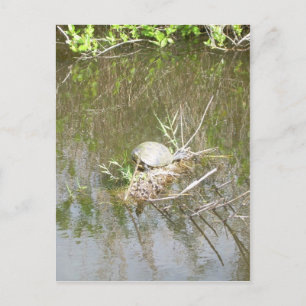 Everglades - tortoise postcard