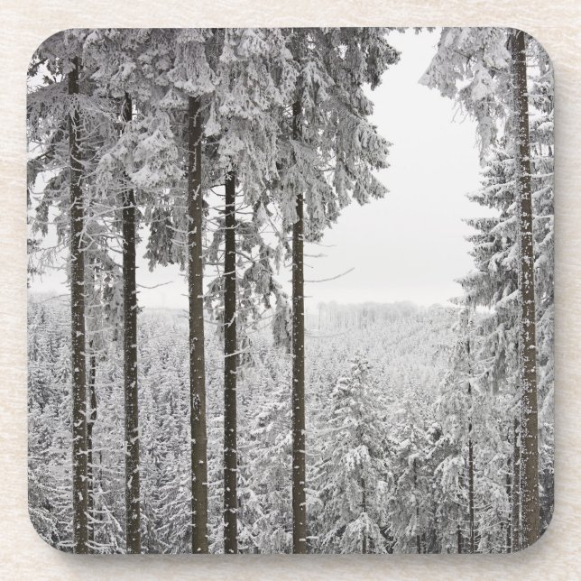 Evergreen forest in winter coaster (Front)