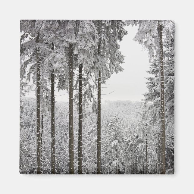Evergreen forest in winter magnet (Front)