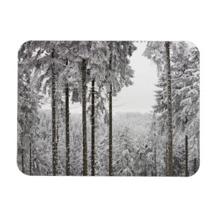 Evergreen forest in winter magnet