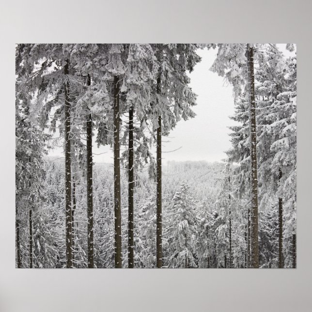 Evergreen forest in winter poster (Front)