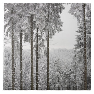 Evergreen forest in winter tile