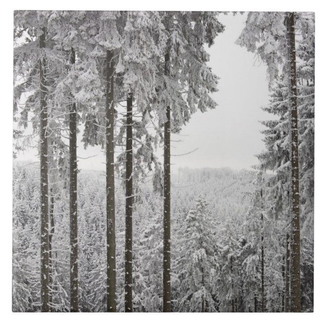 Evergreen forest in winter tile (Front)