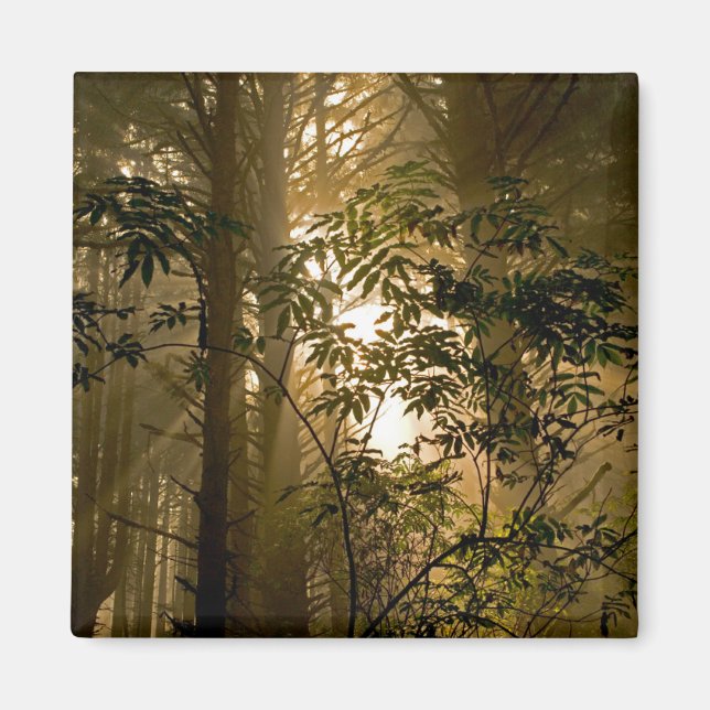 Evergreen Forest | Oregon Coast Magnet (Front)