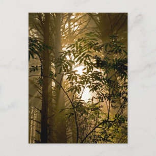 Evergreen Forest   Oregon Coast Postcard