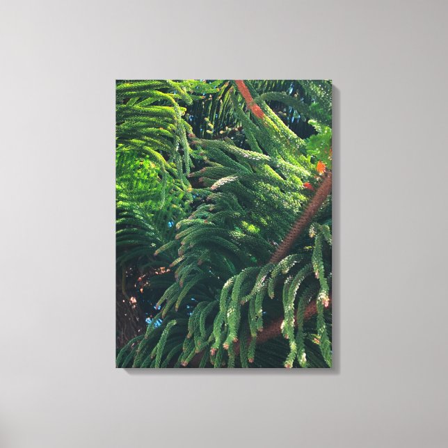 Evergreen pine-tree conifer  canvas print (Front)