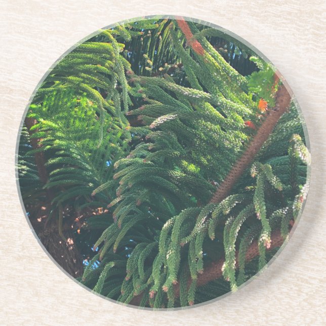 Evergreen pine-tree conifer  coaster (Front)