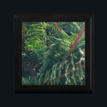 Evergreen pine-tree conifer  gift box<br><div class="desc">a close up photo of a pine tree</div>