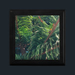 Evergreen pine-tree conifer  gift box<br><div class="desc">a close up photo of a pine tree</div>