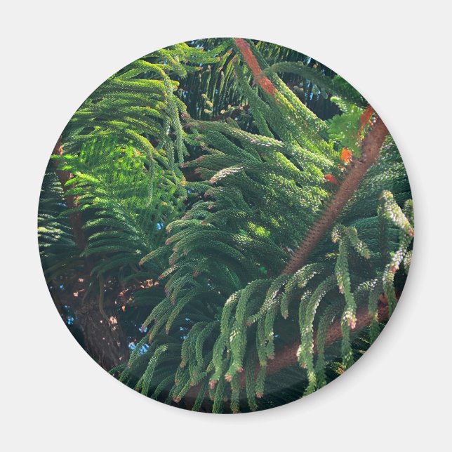 Evergreen pine-tree conifer  magnet (Front)