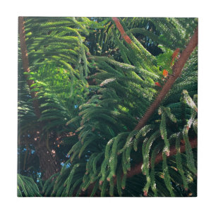 Evergreen pine-tree conifer  tile