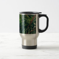 Evergreen pine-tree conifer 