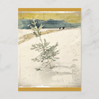 Evergreen Postcard