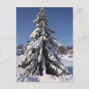 Evergreen Postcard
