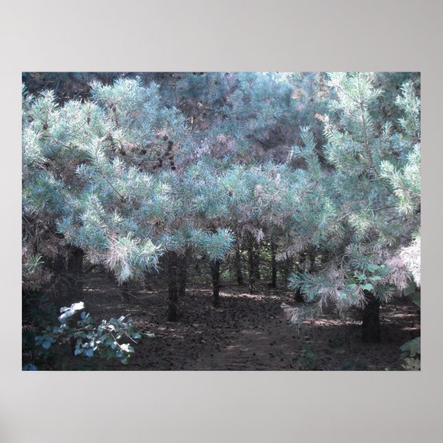 Evergreen Serenity Poster (Front)