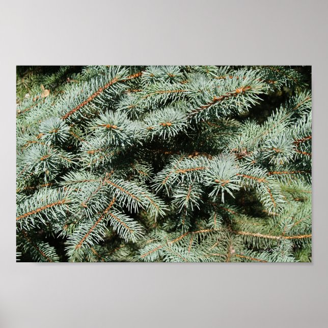 Evergreen Tree Background Canvas or Poster (Front)