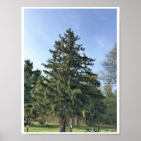 Evergreen Tree