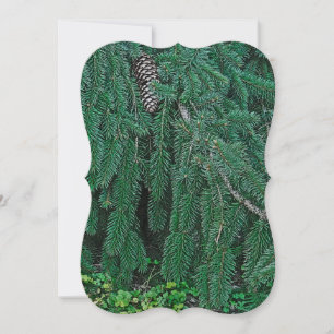 Evergreen Tree With. Pine Cone