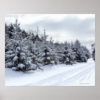 Evergreen trees and road in snow