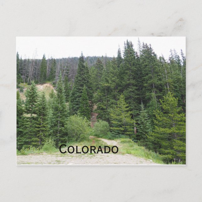 evergreen trees in Colorado mountains Postcard (Front)