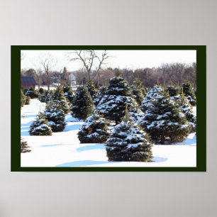 Evergreen Trees with Snow Poster