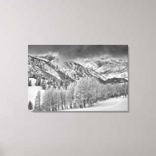 Evergreens and Aspen trees in a snow storm Canvas Print