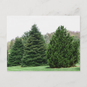 Evergreens Postcard